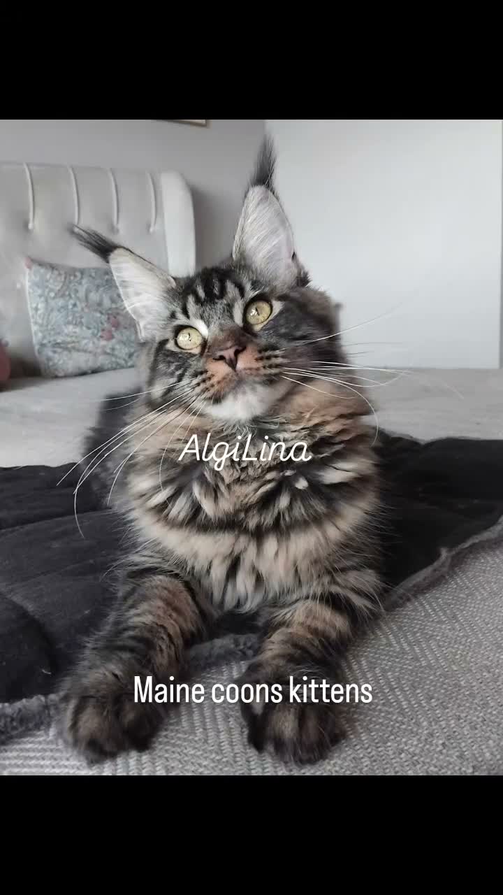 Maine Coon cats for sale: Maine coon black tabby, big size, registred - Video 2
