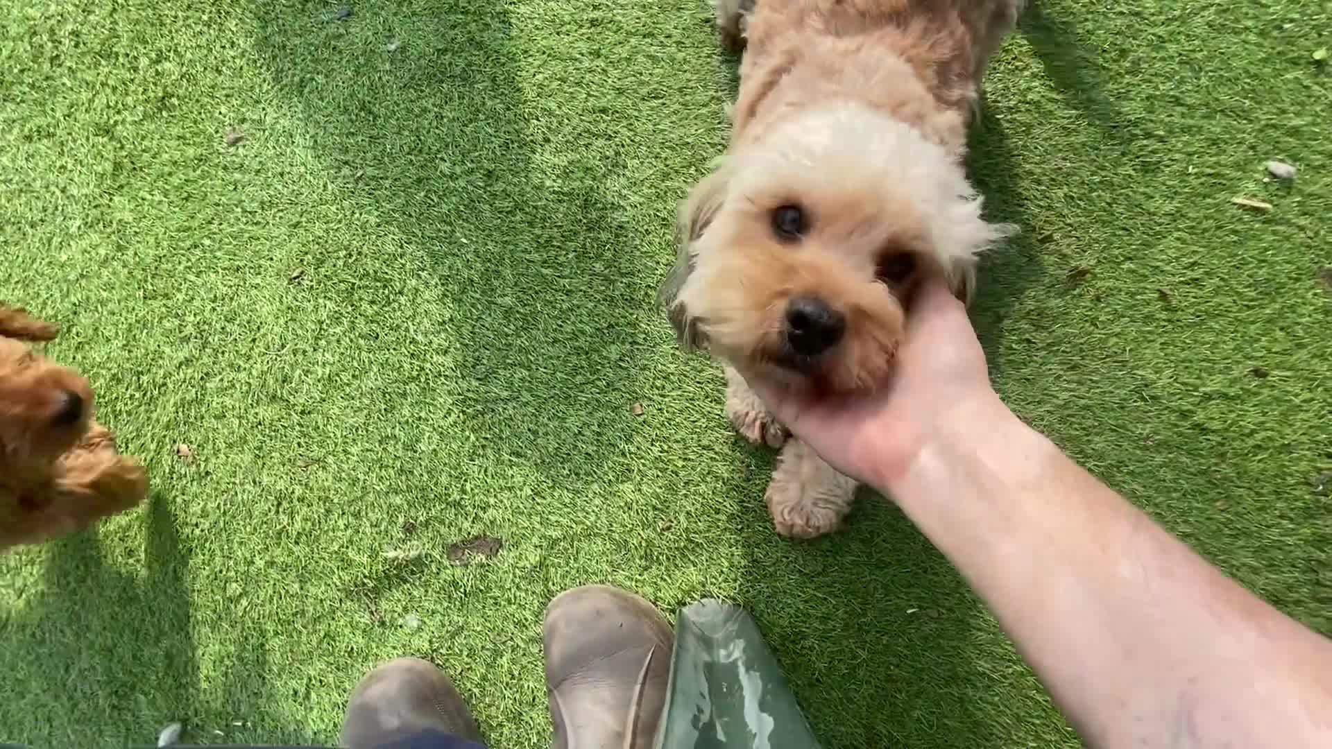 Cavapoo dogs for sale: Cottage Cavapoo puppies 5* Council reg’d  - Video 1