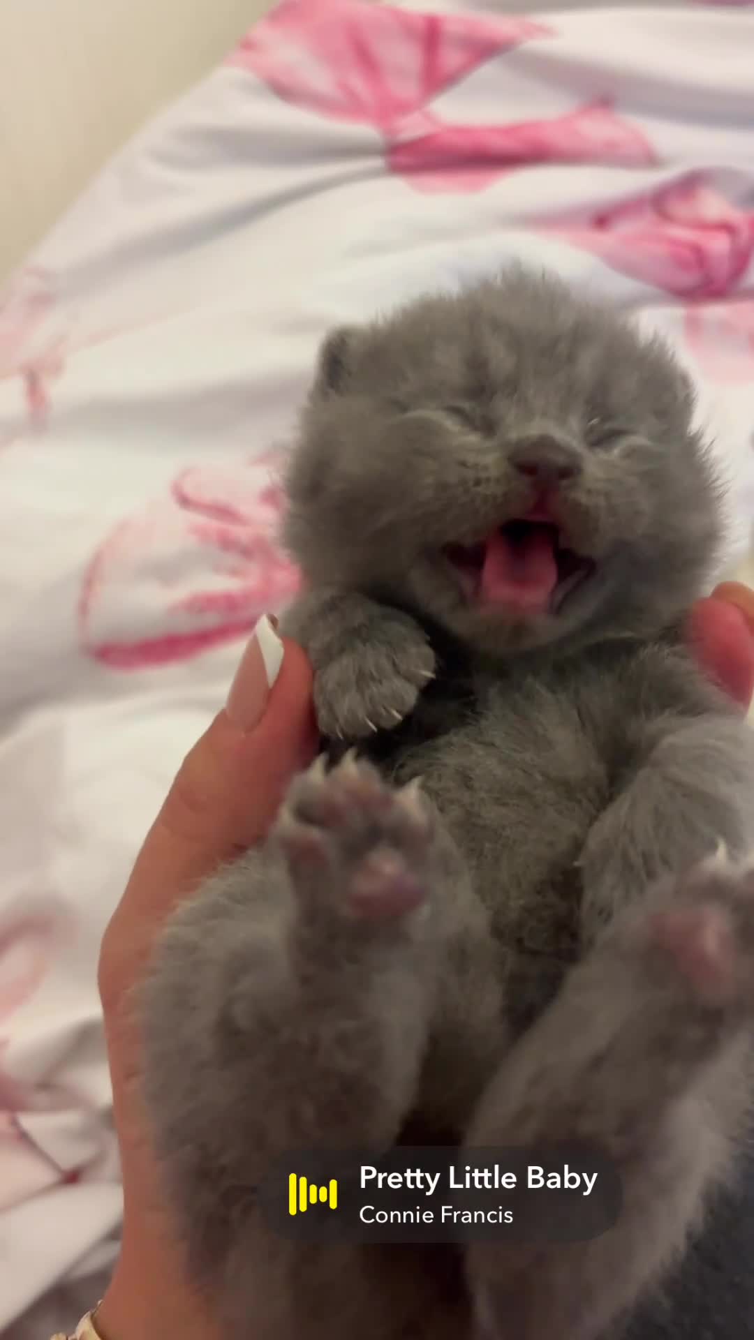 British Shorthair cats for sale: Beautiful Blue Boy - Video 1