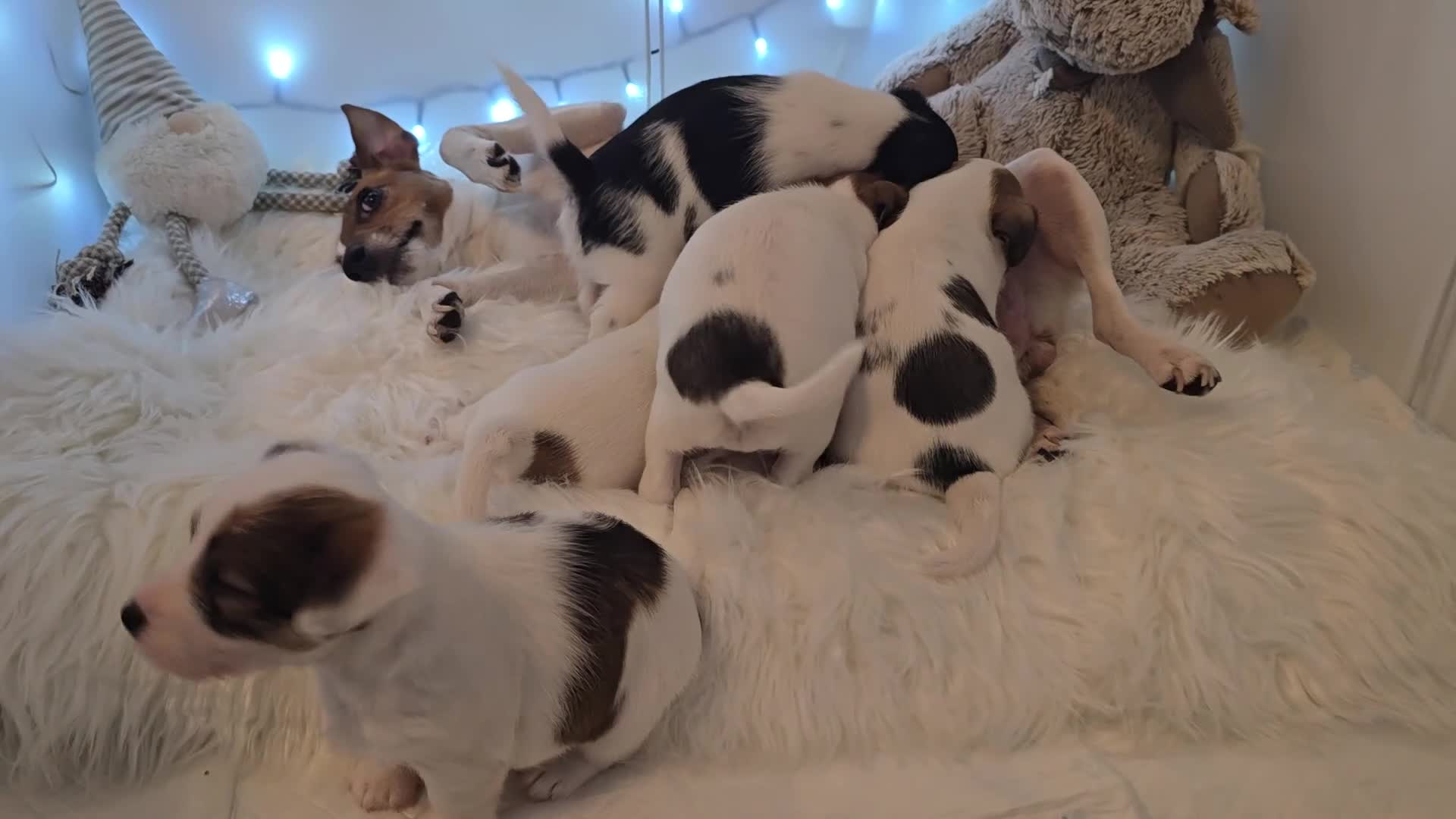 Mixed Breed dogs for sale: Five beautiful Jack Russel puppies for sale - Video 2