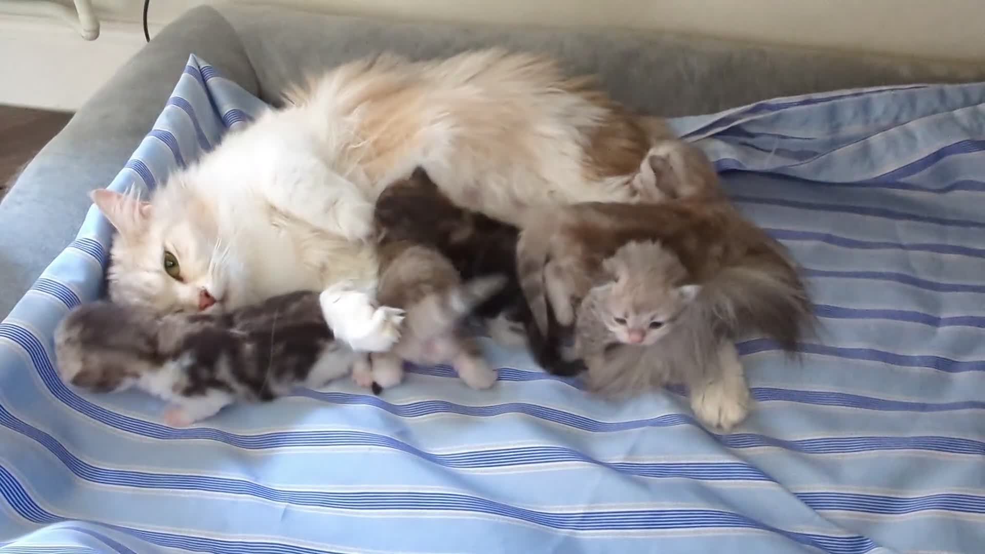 Siberian cats for sale: Ch. Sired Siberian Kittens - ready mid-September in Norwich - Video 2
