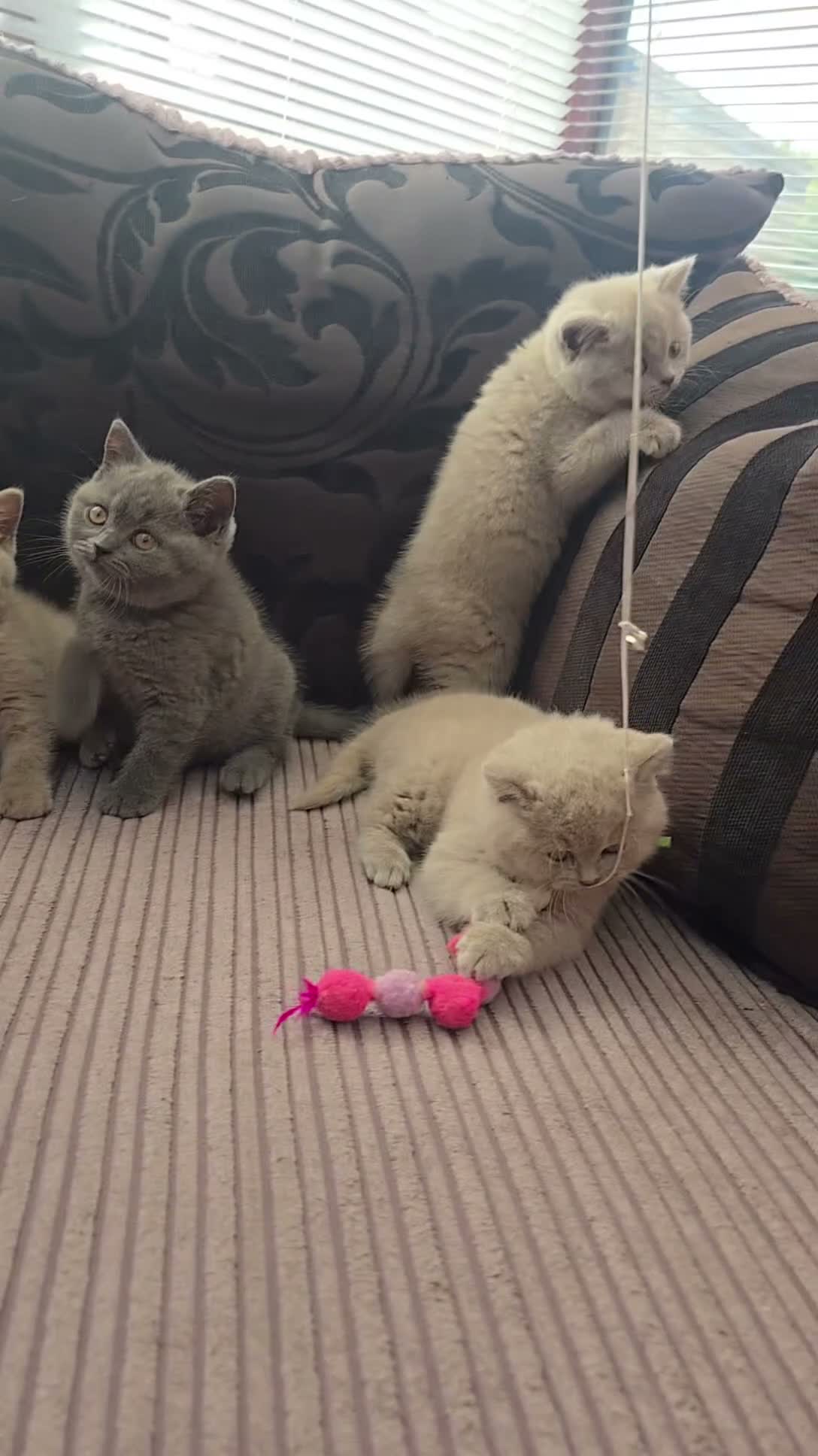British Shorthair cats for sale: Chunky British Shorthair Kittens  - Video 1