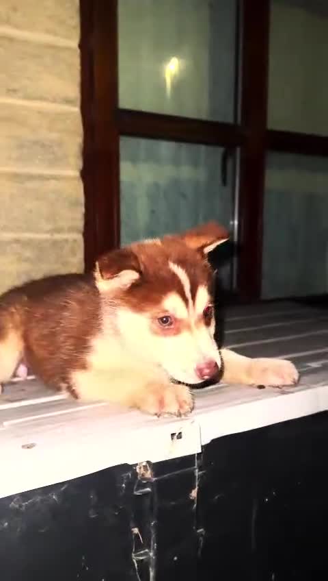 Siberian Husky dogs for sale: Adorable Black & Brown Husky Puppies –Great Price! - Video 1