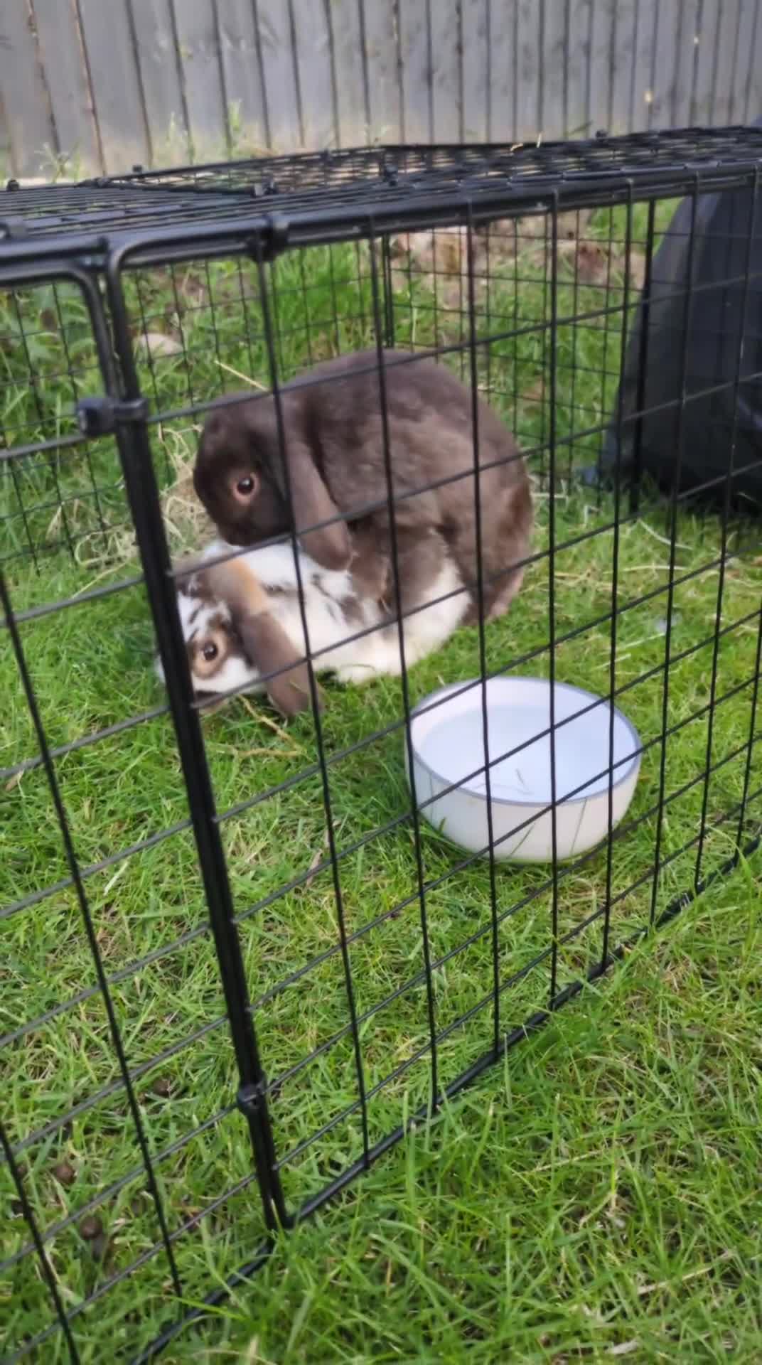 Mini Lop rabbits for sale: Brown n white mini lop for sale  - Video 4