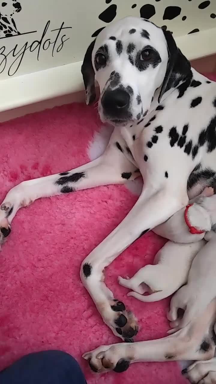 Dalmatian dogs for sale: Kc registered dalmatians  - Video 4