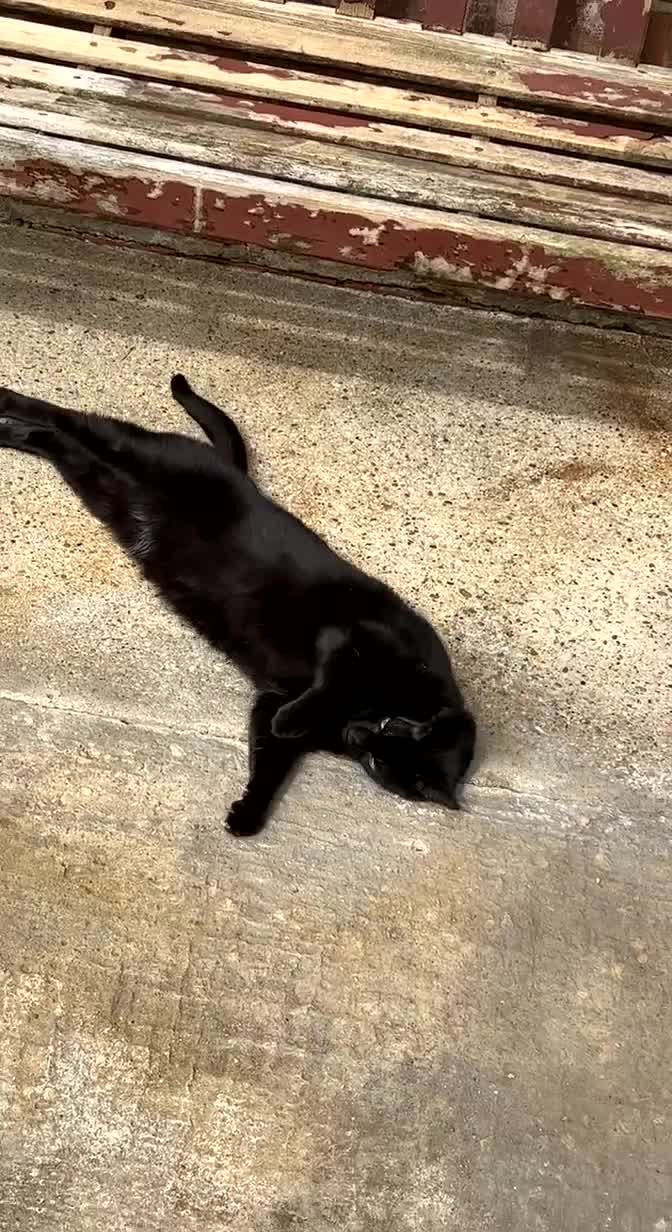 British Shorthair cats for sale: Loving Home Wanted for a Gentle, Shy Cat - Video 1