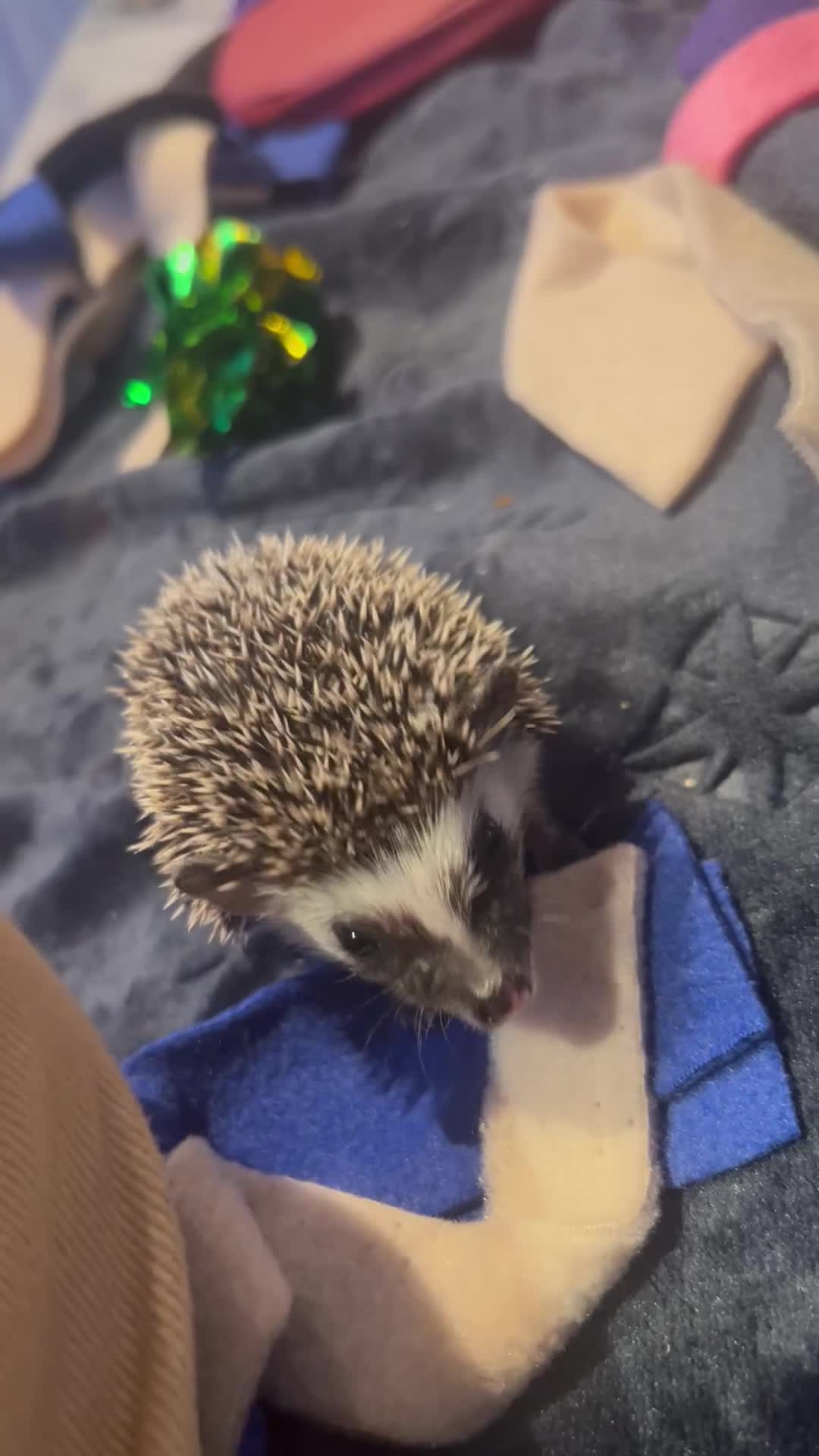 Pygmy Hedgehog rodents for sale: Gorgeous APH blaze hoglet - Video 2