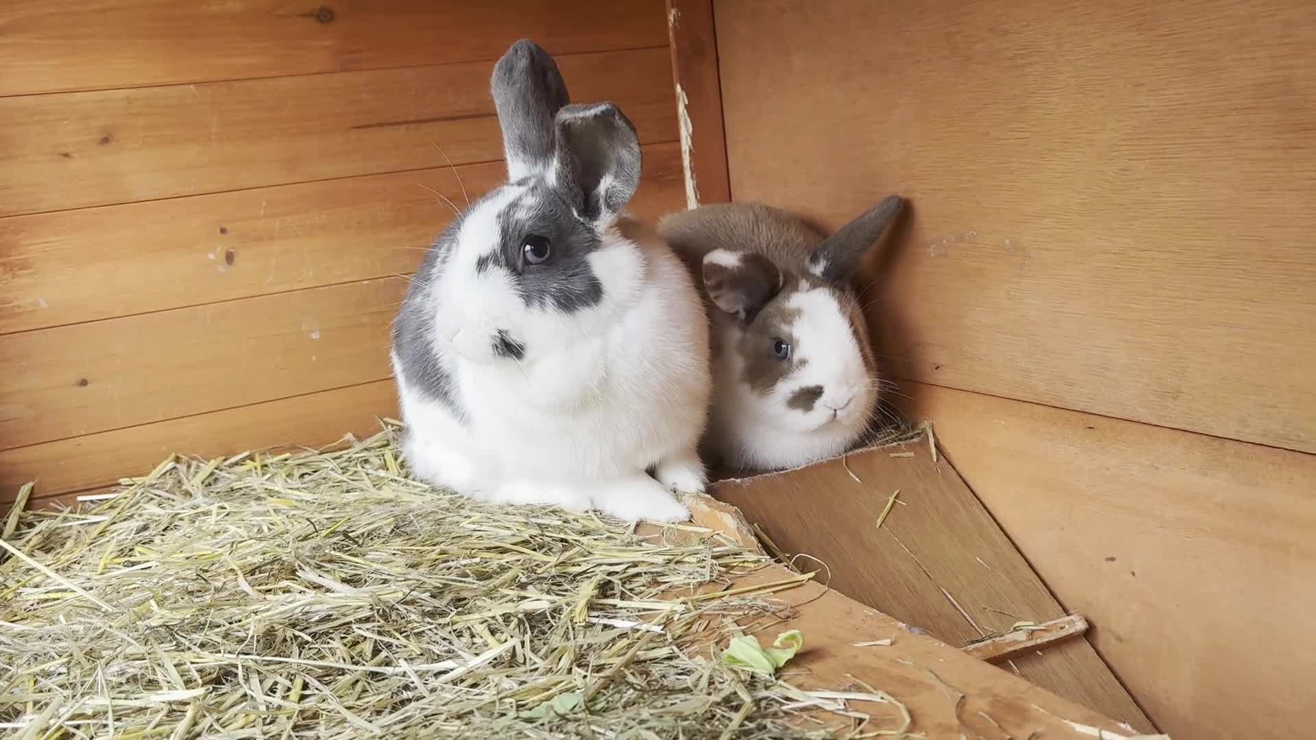 Mixed Breed rabbits for sale: Mini Lop X Netherland Dwarfs - Video 1
