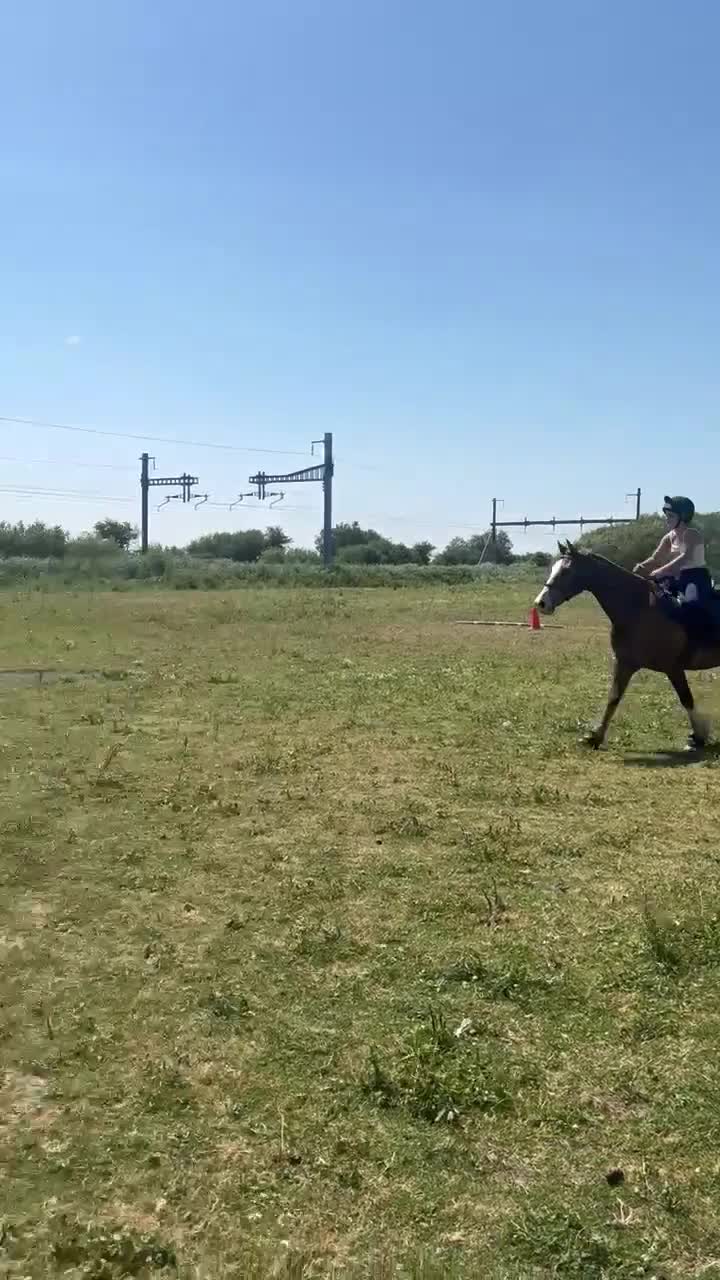 Welsh Section D horses for sale: Section D 14.2h mare - Video 3