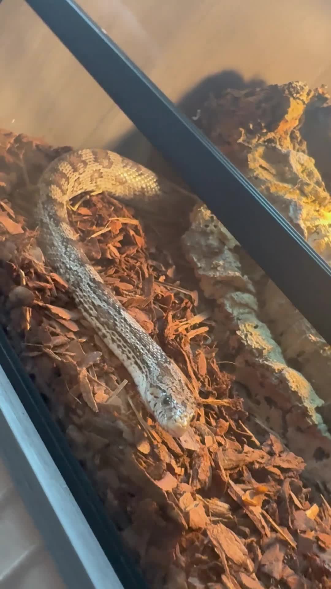 Corn Snake reptiles for sale: Corn snake  - Video 1