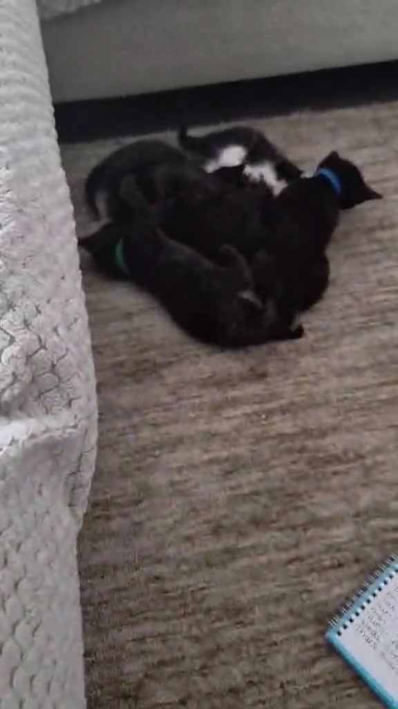 Domestic Shorthair cats for sale: 2 all black male cats in Washington - Video 1