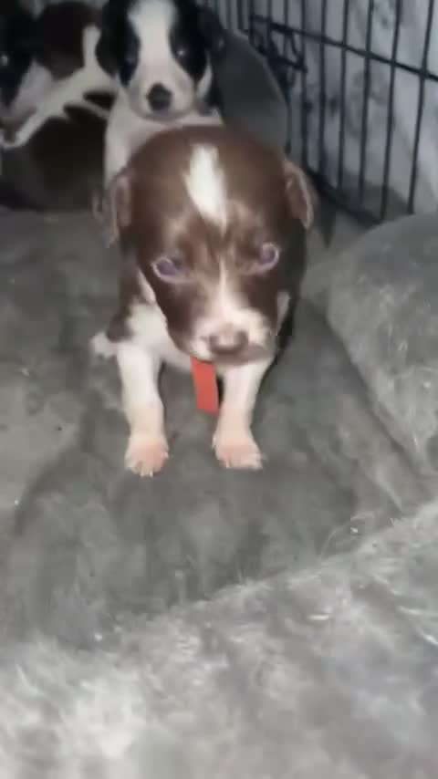 Sprollie dogs for sale: Sprollie - Video 2