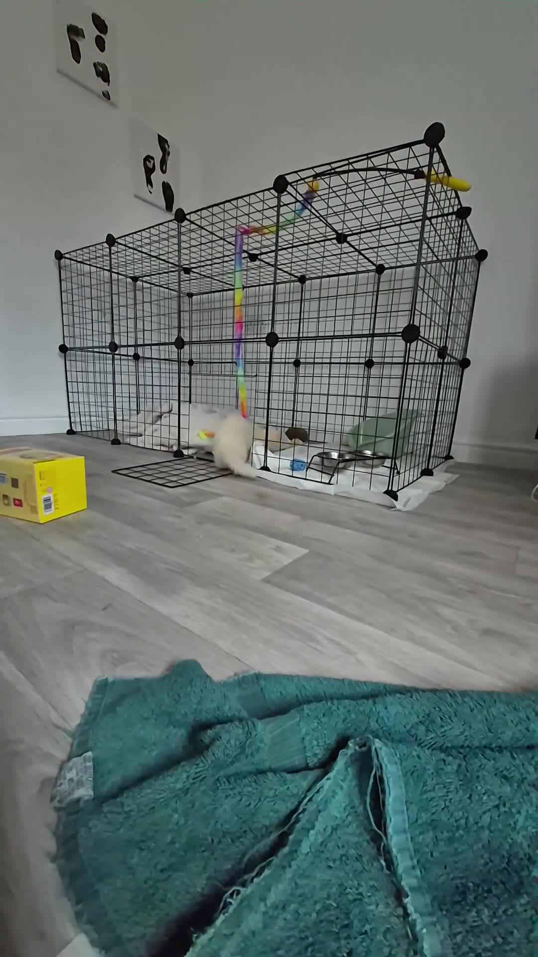 Ferret rodents for sale: Albino micro ferret - Video 3