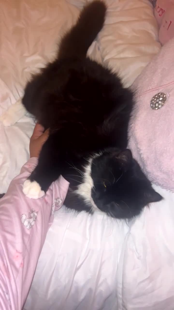 Mixed Breed cats for sale: Longhaired tuxedo for sale (need gone asap)  - Video 2