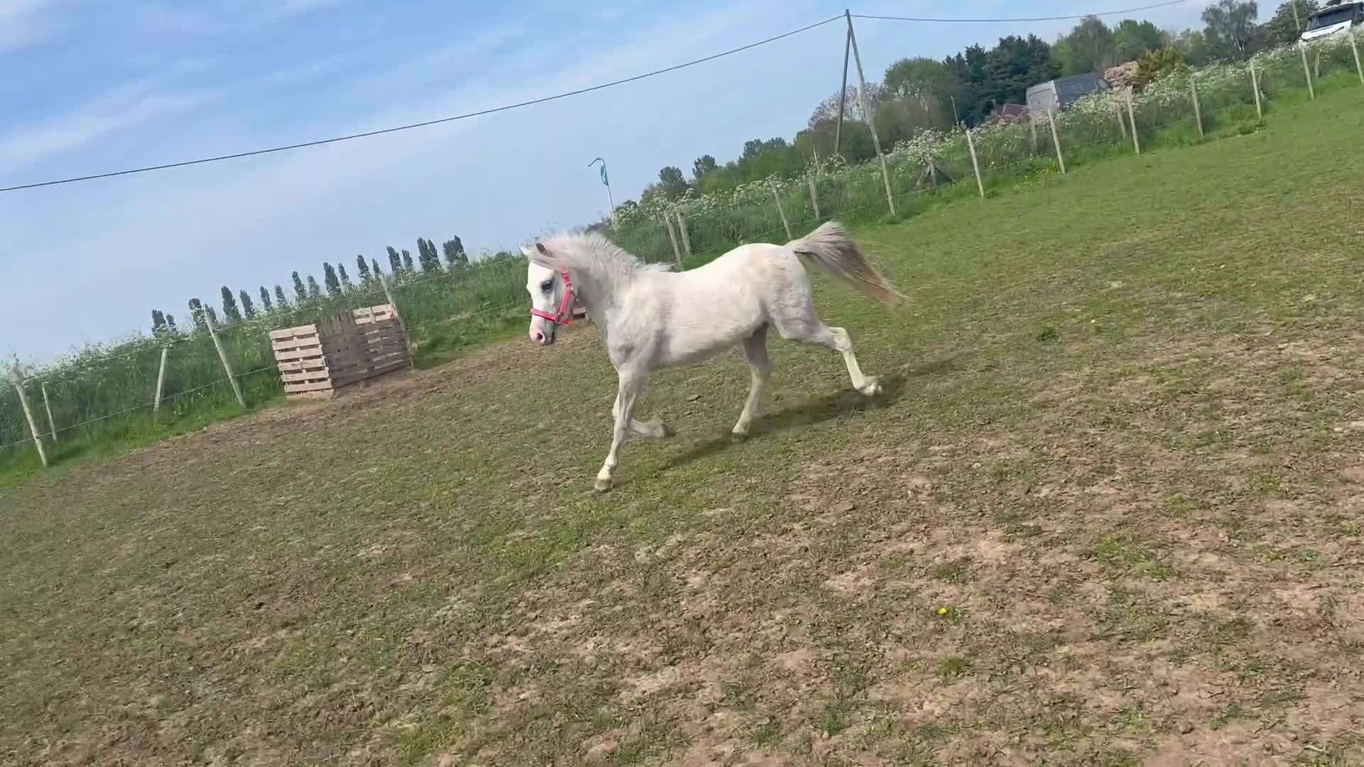 Welsh Section A horses for sale: uptown hope🏡 the absolute mothers dream… - Video 1