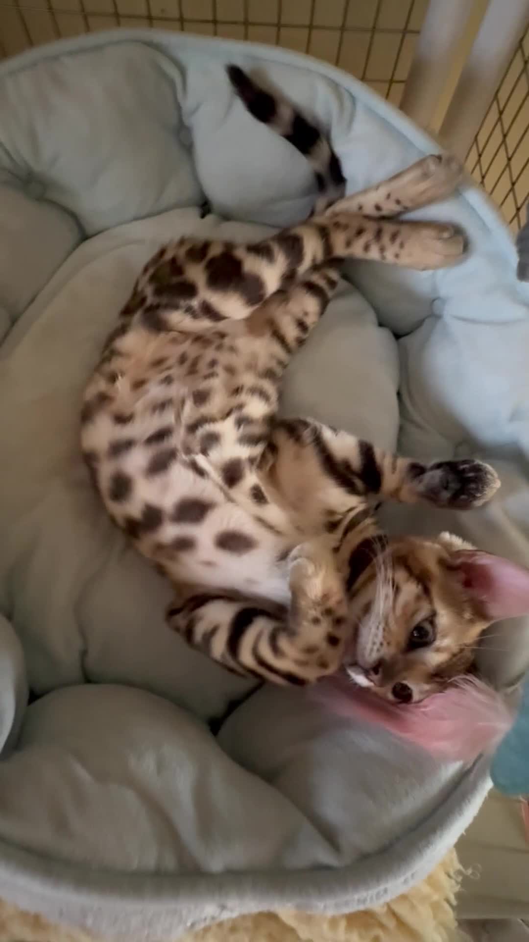 Bengal cats for sale: 🩷 Stunning TICA ✨ Health tested Bengal kitten  - Video 1