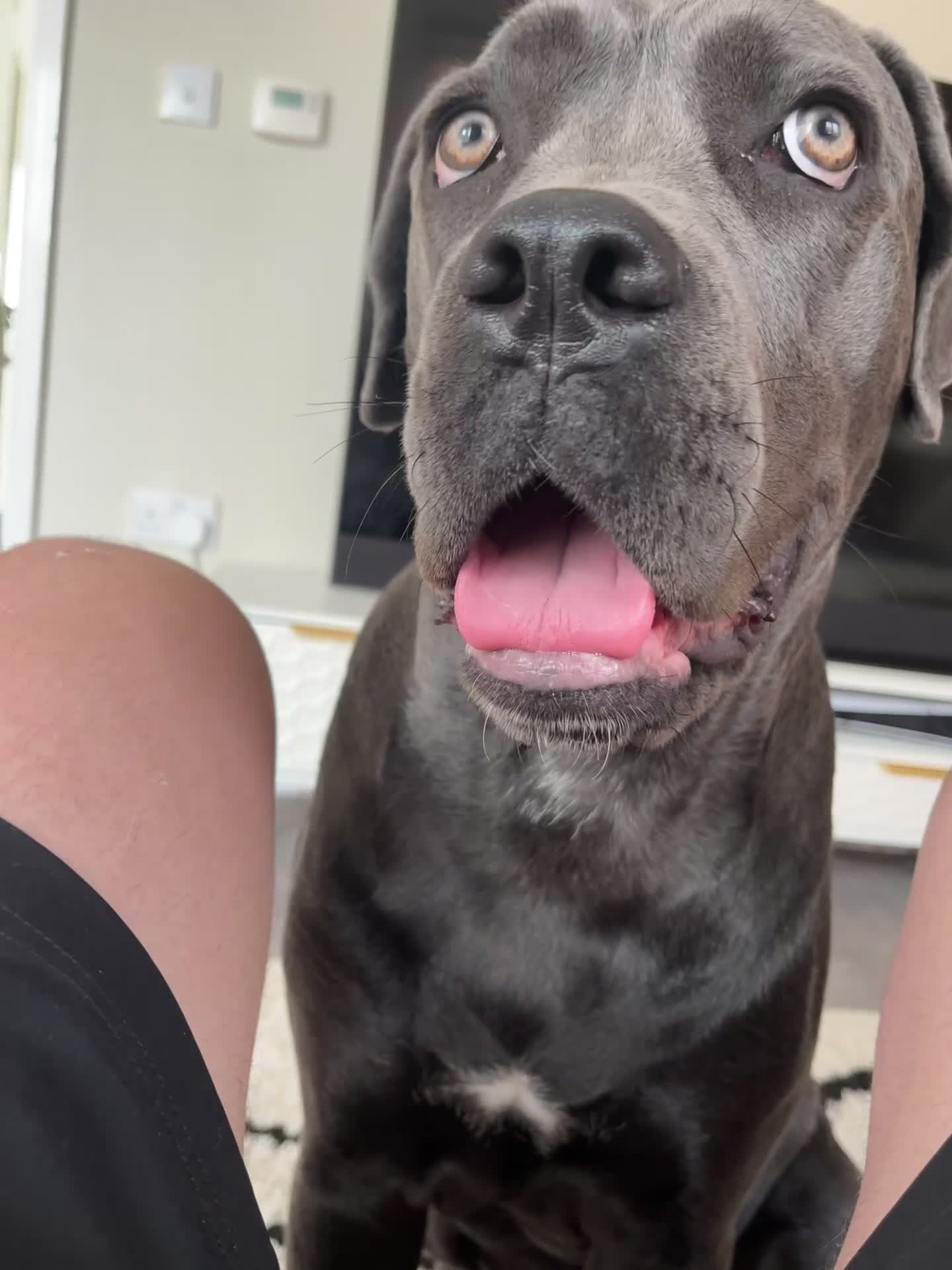 Cane Corso dogs for sale: Bluey Cane corso  - Video 1