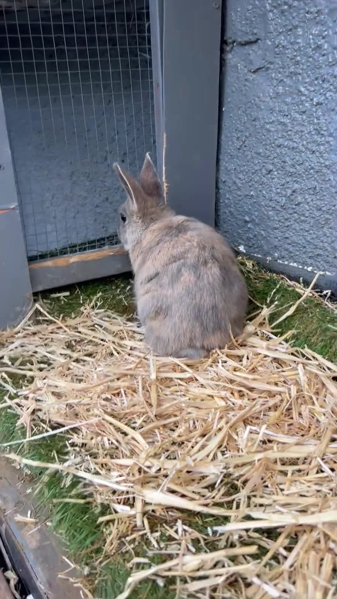 Mixed Breed rabbits for sale: Adorable baby rabbits for sale. Ready now - Video 3