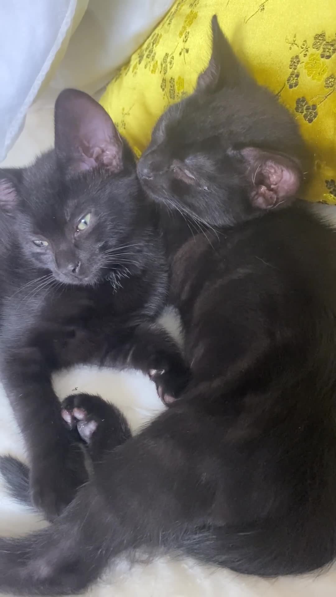 Domestic Shorthair cats for sale: Male black kittens  in Worthing - Video 3