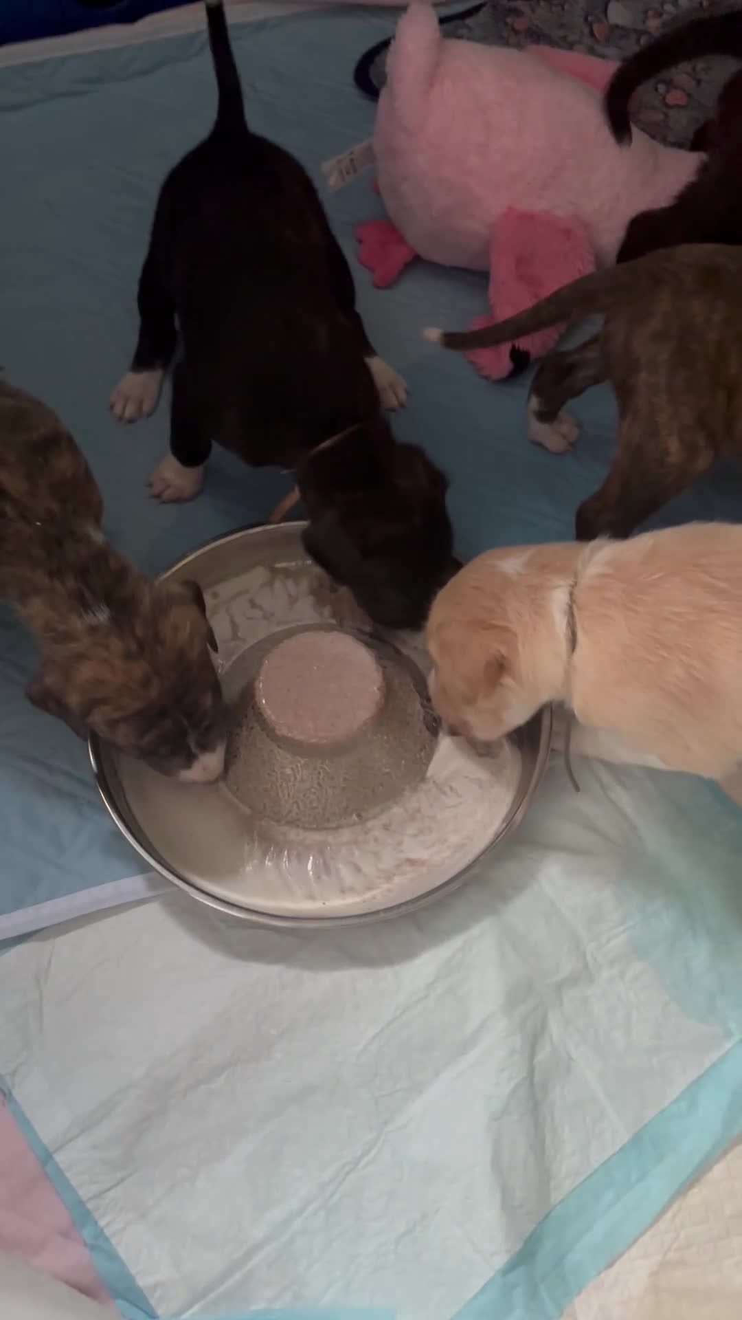 Mixed Breed dogs for sale: Saluki bull greyhound (lurcher) puppy’s  - Video 1