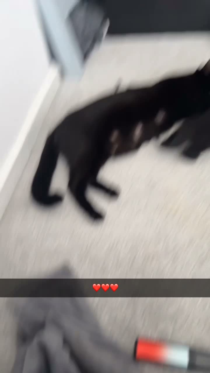 British Shorthair cats for sale: Beautiful Black British Shorthair Kittens - Video 1