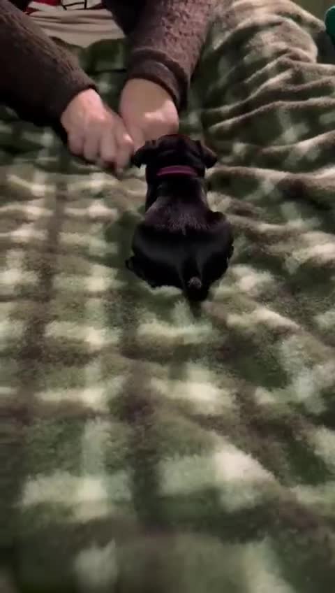 Patterdale Terrier dogs for sale: Patterdale puppies, good strong pups, home bred. - Video 4