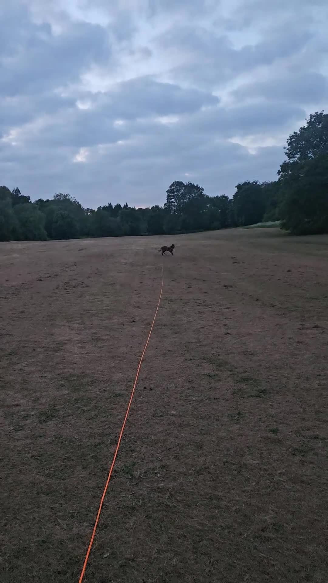 Belgian Shepherd Dog dogs for sale: Belgian Malnois Male  - Video 1