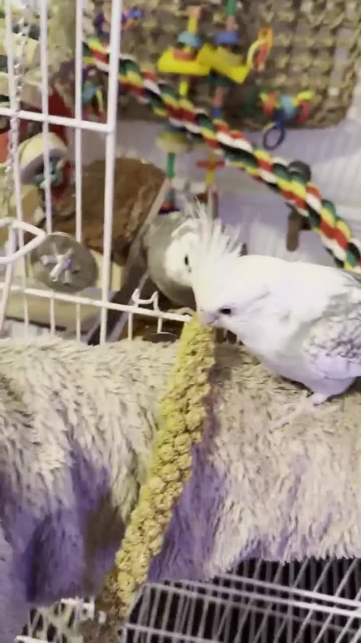 Cockatiels birds for sale: Selling two lovely sweet male cockatiels with cage - Video 3