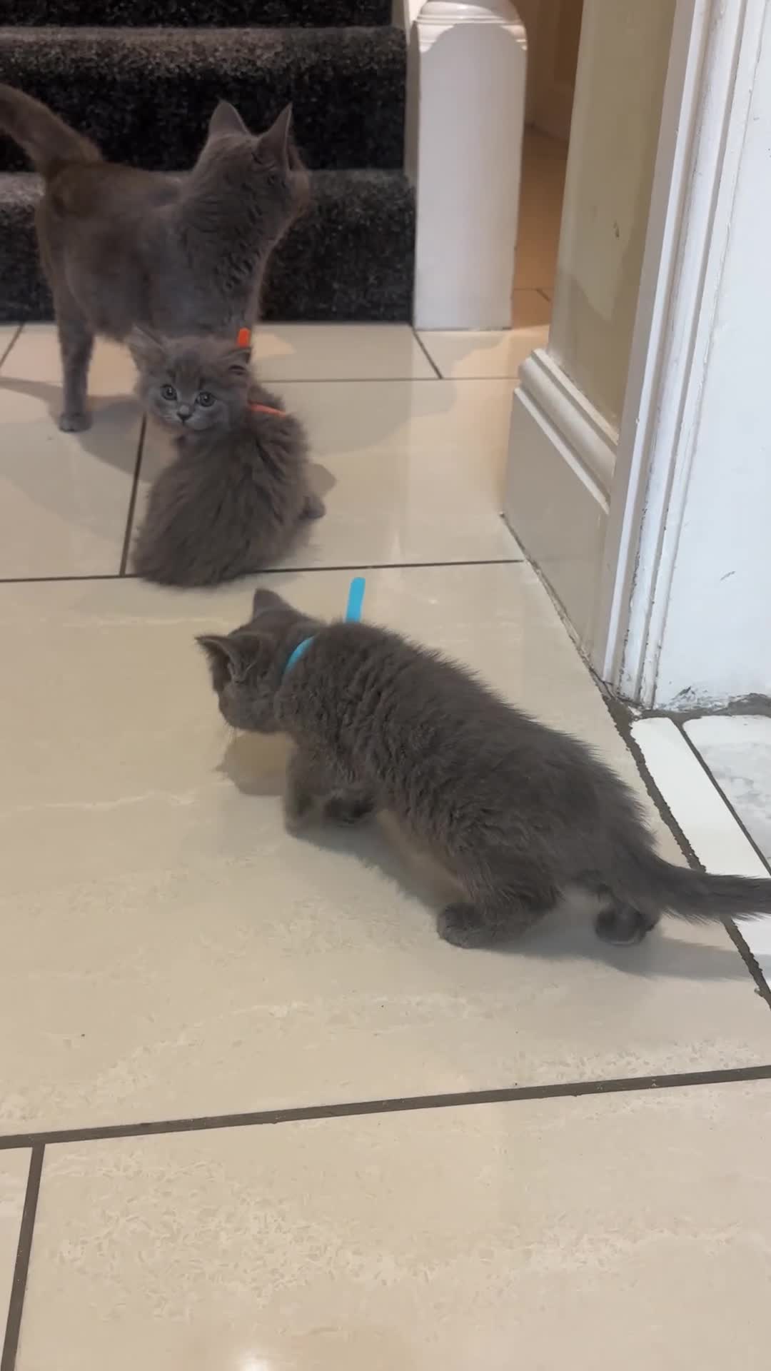 British Shorthair cats for sale: 2 girls 2 boys British shorthair ready to leave  - Video 4