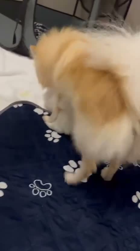 Pomeranian dogs for sale: Pomeranian puppy for sell in London - Video 1