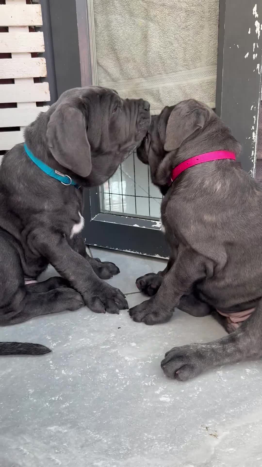 Neapolitan Mastiff dogs for sale: 1 girl puppy Neapolitan mastiff 8 week  - Video 2