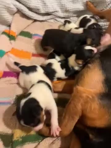 Jack Russell dogs for sale: Gorgeous short legged Jack Russell puppies   - Video 2