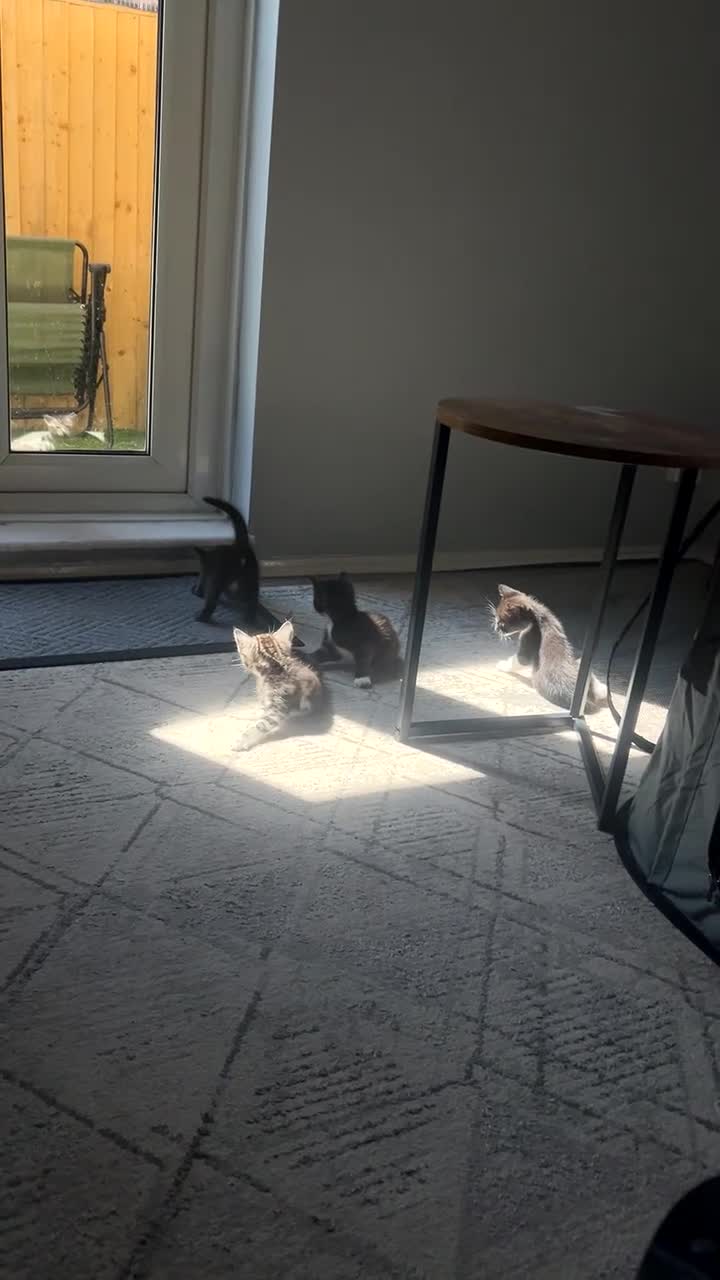 Mixed Breed cats for sale: Mixed Bengal Kittens for Sale  in Grays - Video 1