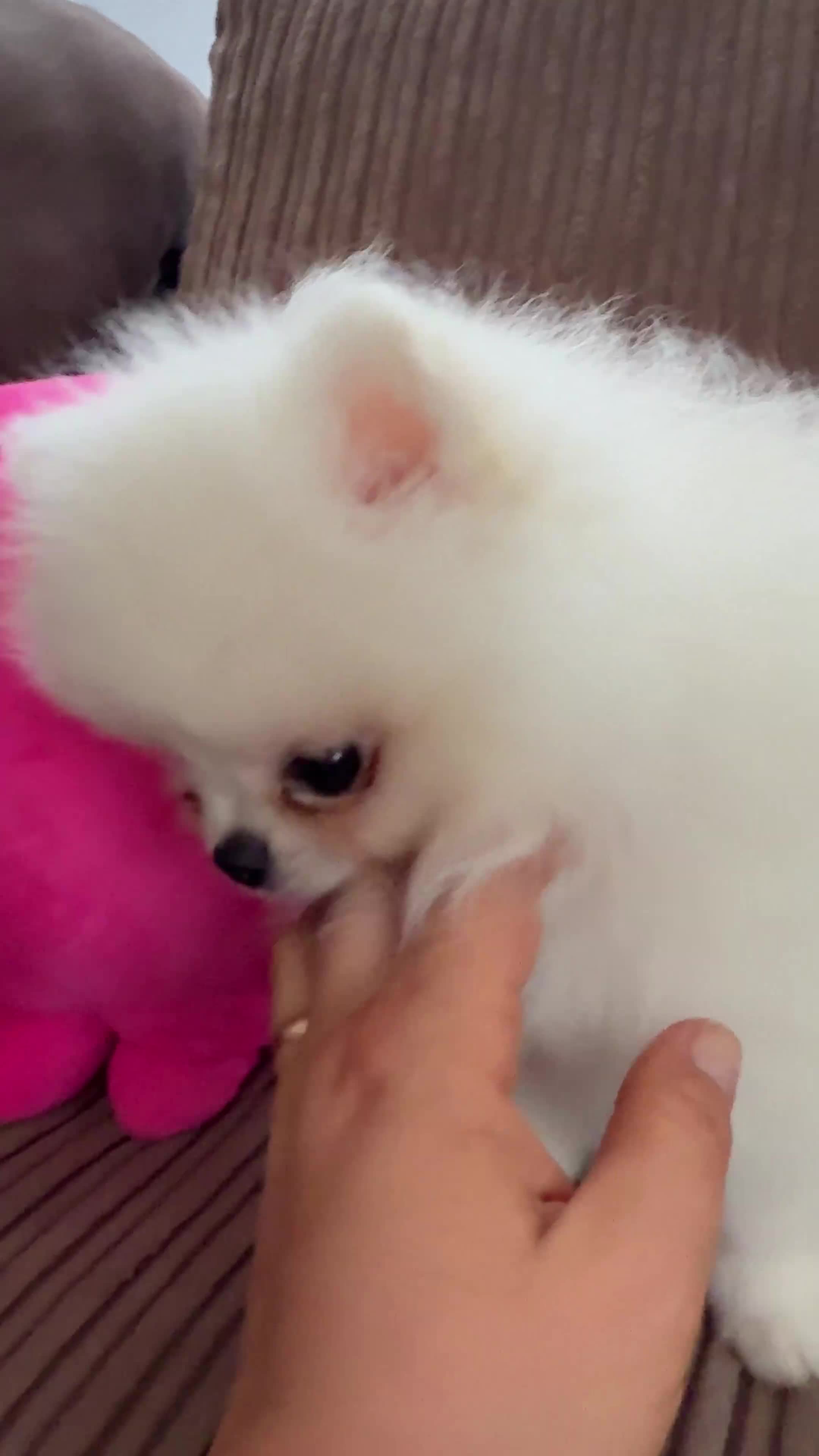 Pomeranian dogs for sale: Baby white Poms  - Video 1