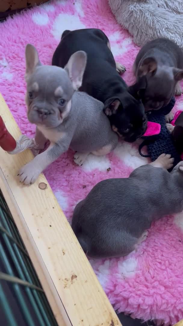 French Bulldog dogs for stud: ‼️STUNNING FLUFFY BOY FOR STUD‼️ PROVEN‼️ in Dundee - Video 2