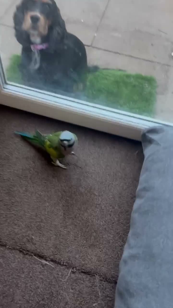 Parakeets birds for sale: Female Lord Derbyran (semi tame) in Aylesbury - Video 3