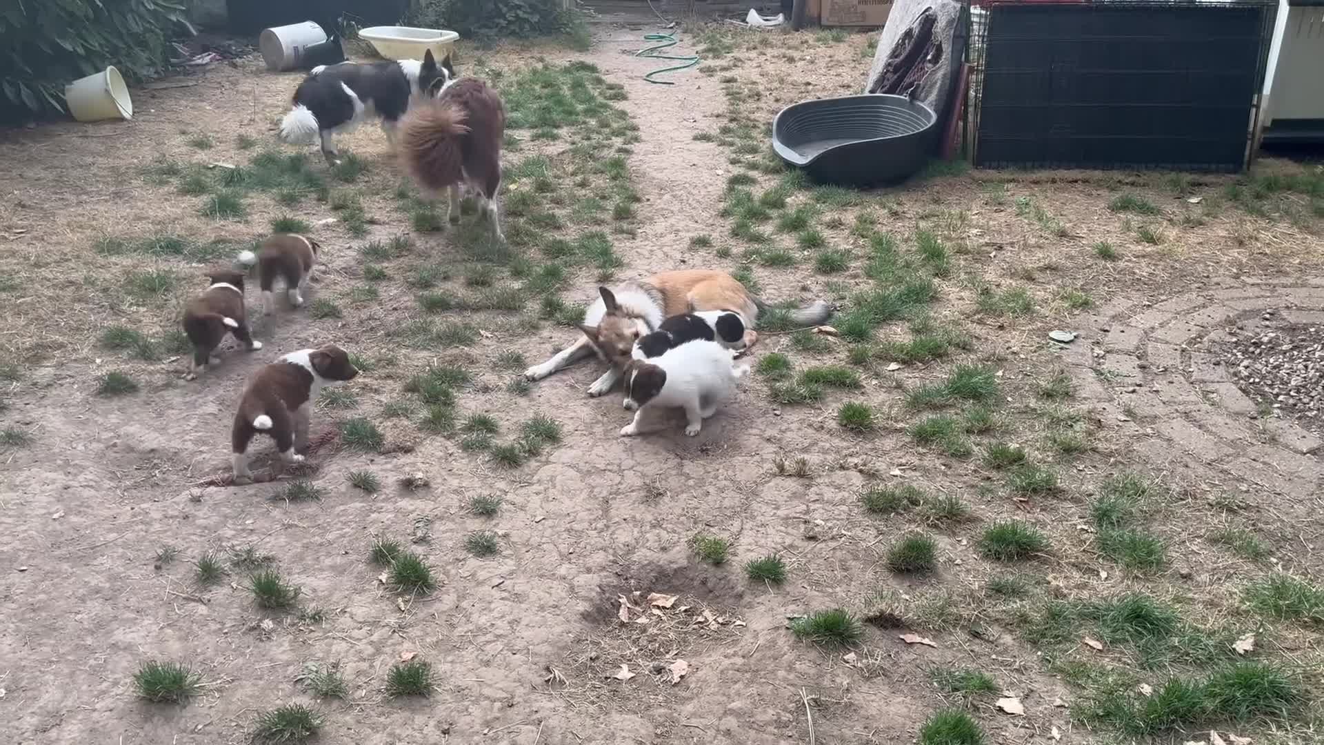 Border Collie dogs for sale: Border collie puppies  in Hayes - Video 1