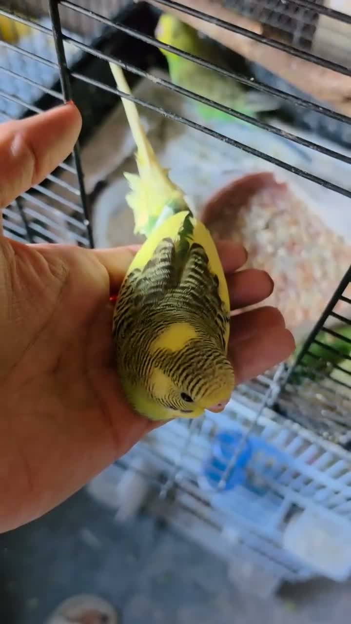 Parrots birds for sale: Tame baby budgies  - Video 1
