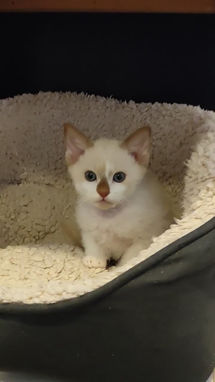 LaPerm cats for sale: Curly LaPerm kittens GCCF reg  - Video 1