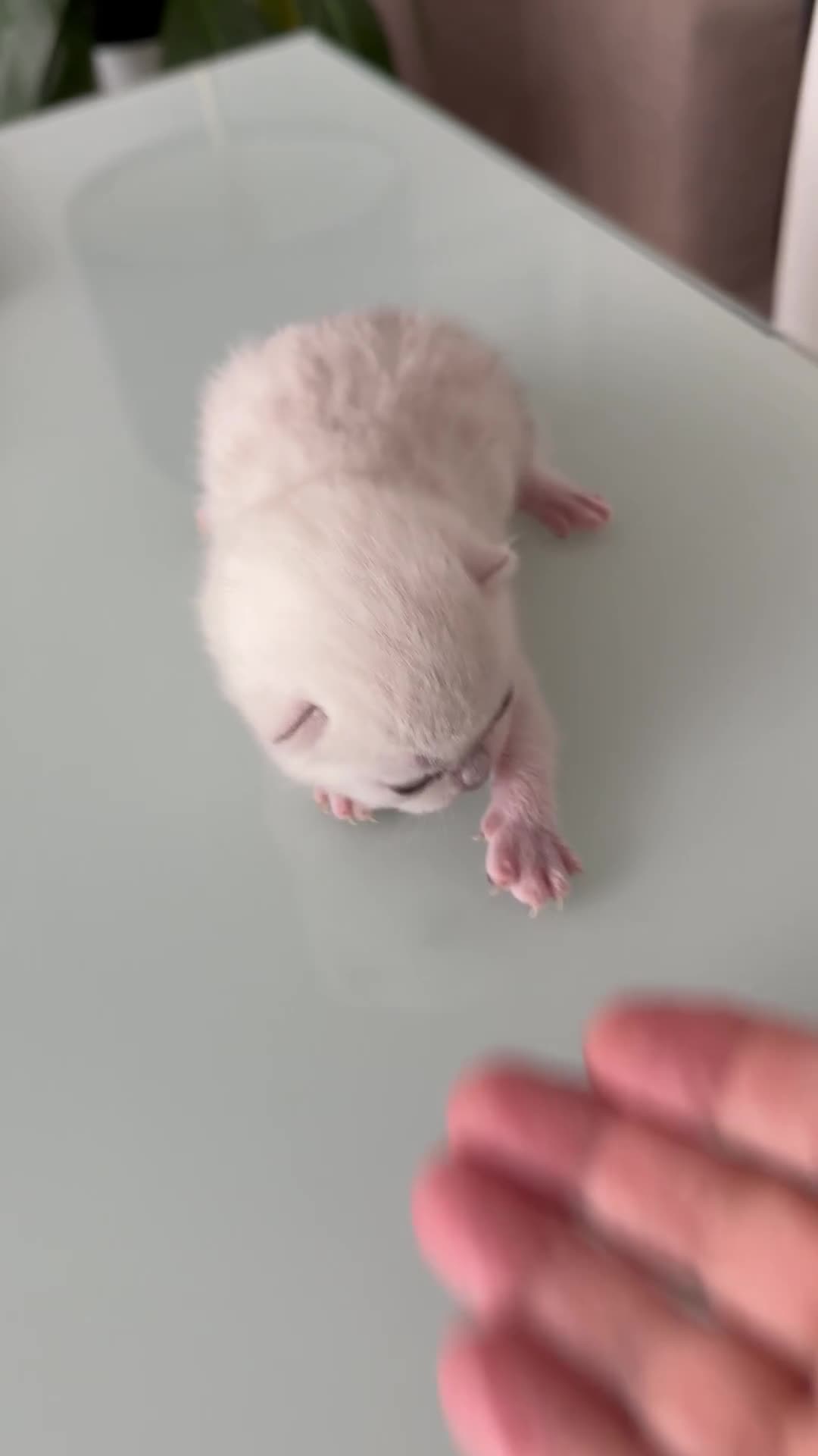 British Shorthair cats for sale: BSH Silver Tabby kittens for Sale! - Video 1