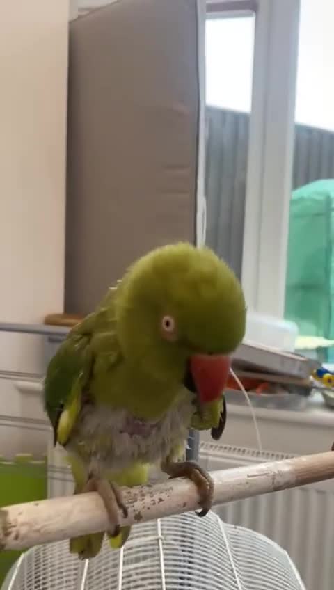 Ringnecks birds for sale: Ring neck Indian parrot  - Video 1