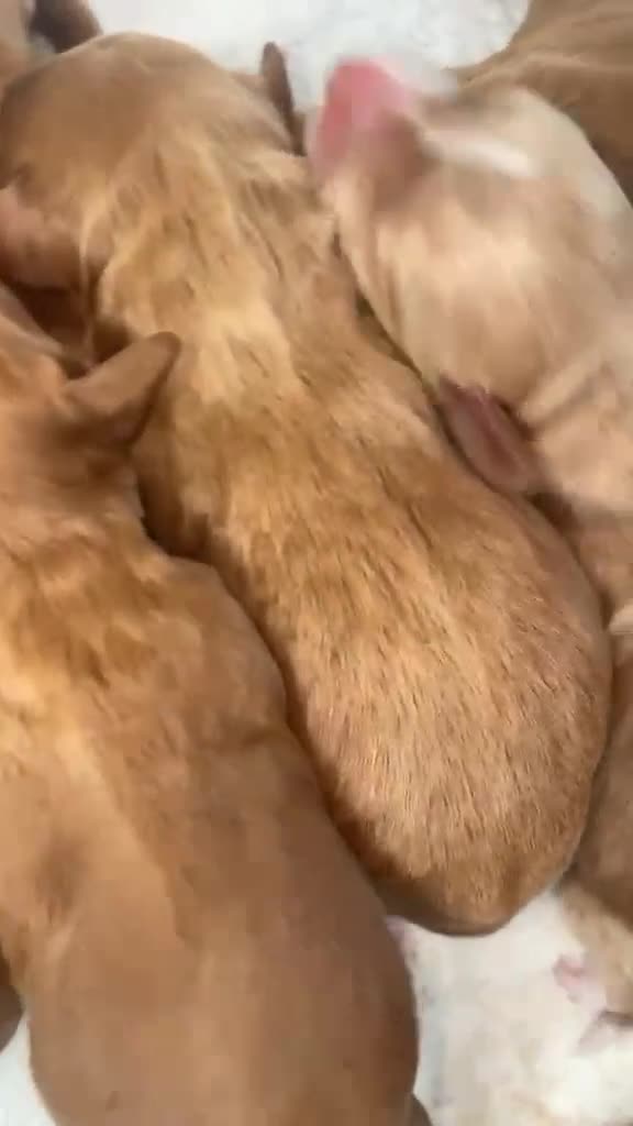 Cockapoo dogs for sale: 5 Stunning F1 Red Cockapoos (Health Tested) ❤️ - Video 1