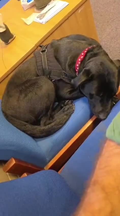 Mixed Breed dogs for adoption: FOSTER CALL:❤️NICOL❤️Energetic, Playful, Loving in Bude - Video 1