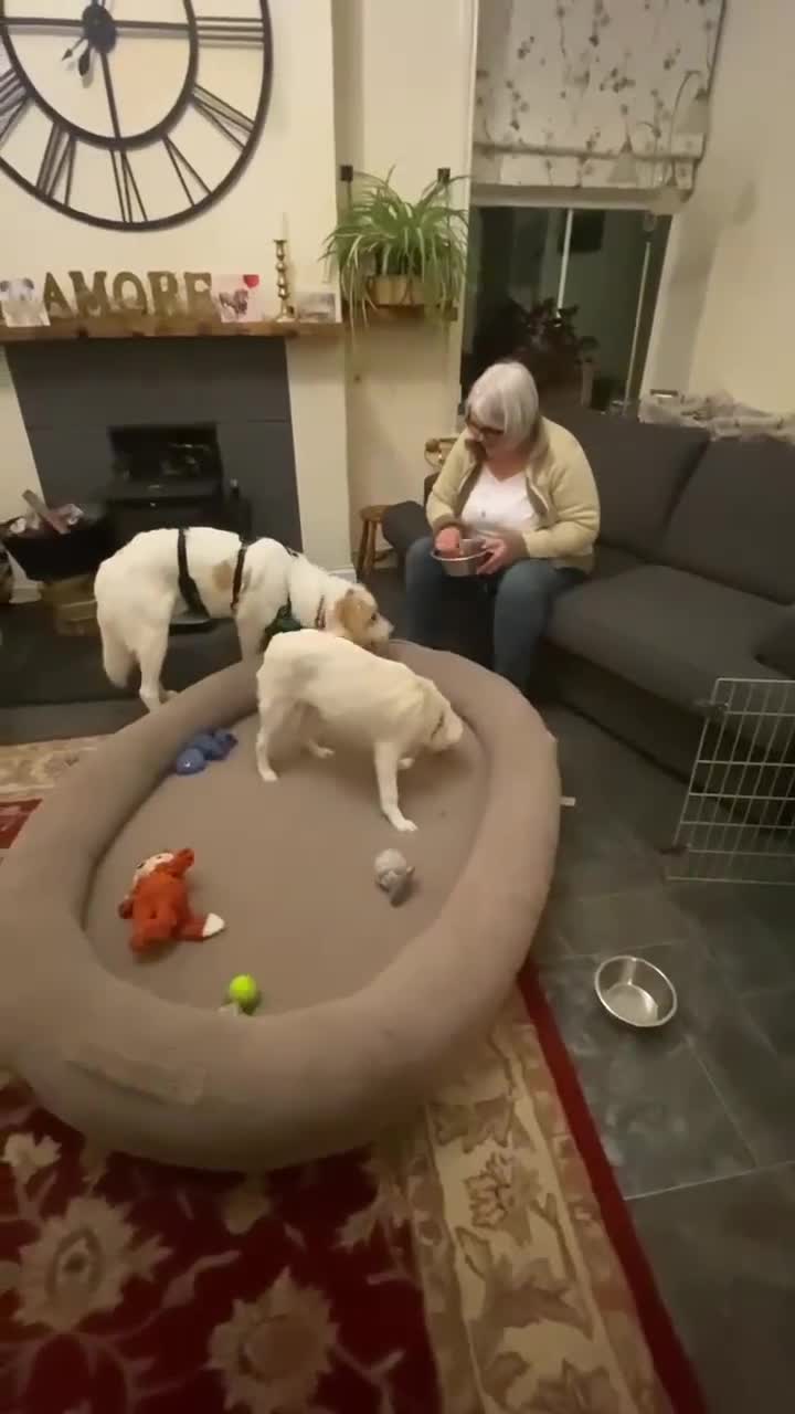 Mixed Breed dogs for adoption: Adorable Abbie is still Looking for Love 🐾 - Video 4