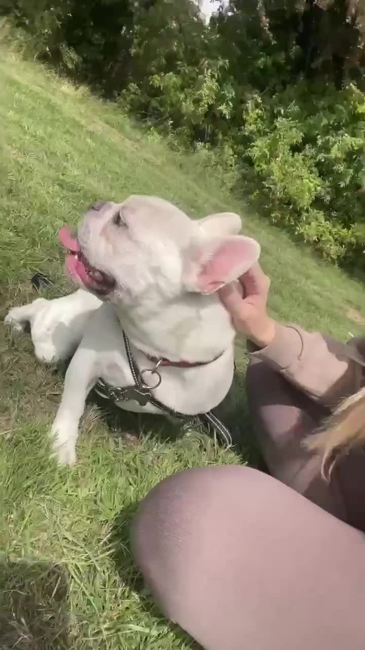 French Bulldog dogs for sale: Blanco ❤️ lovely boy looking for new home 😇 - Video 1