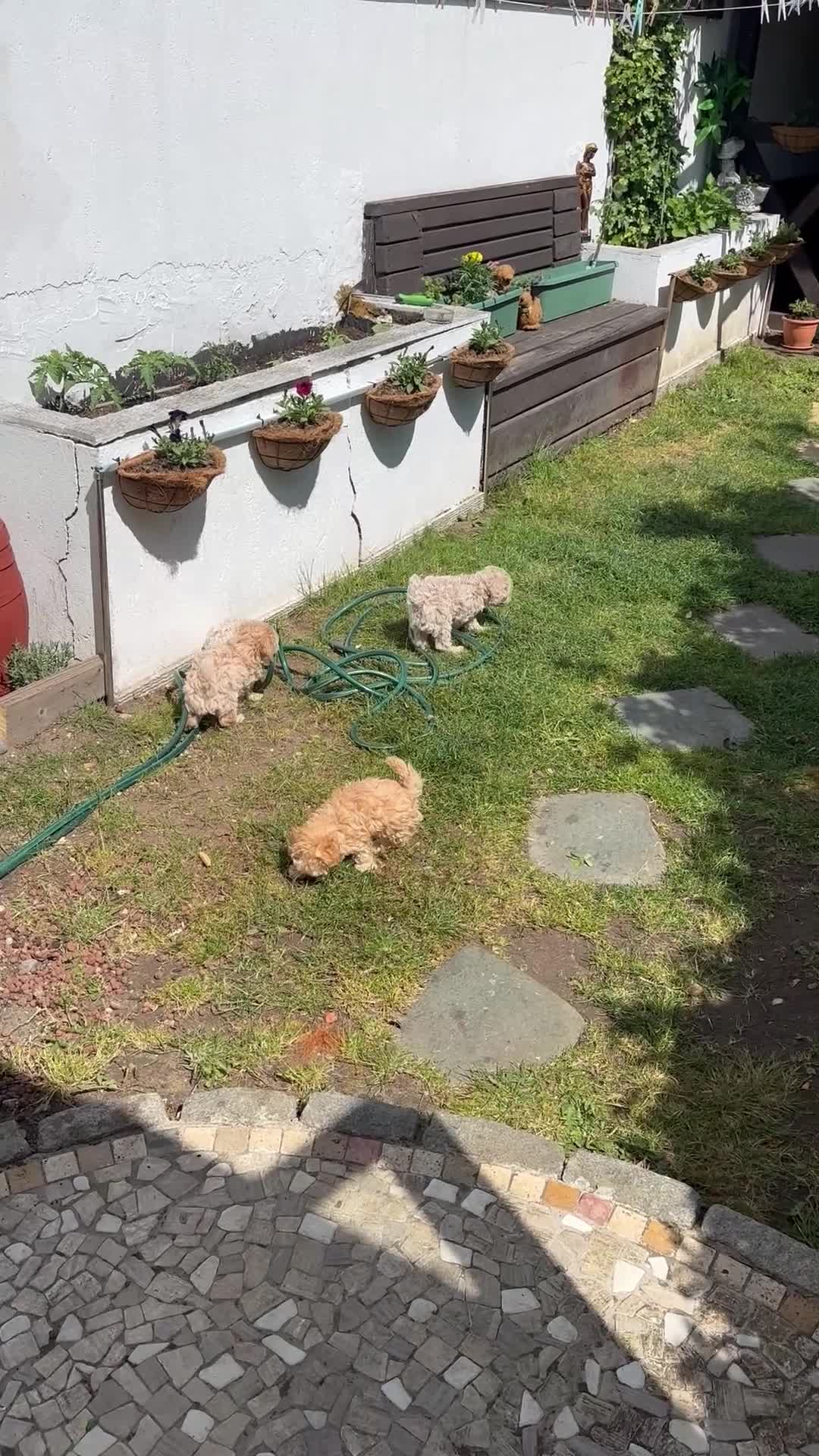 Maltipoo dogs for sale: 🐶 Beautiful Maltipoo Boys Available 🐶 - Video 2