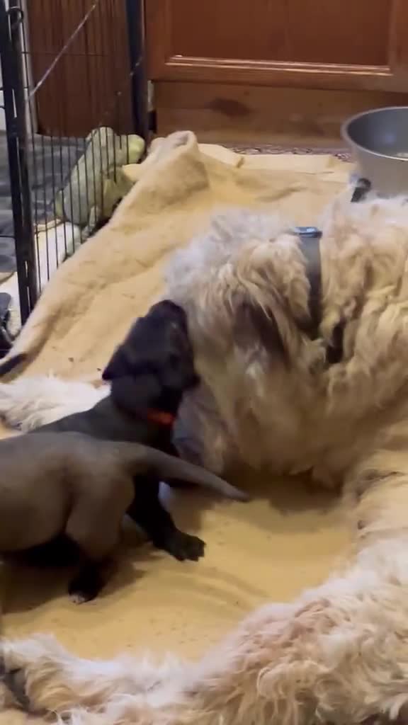 Irish Wolfhound dogs for sale: Irish wolfhound  - Video 1