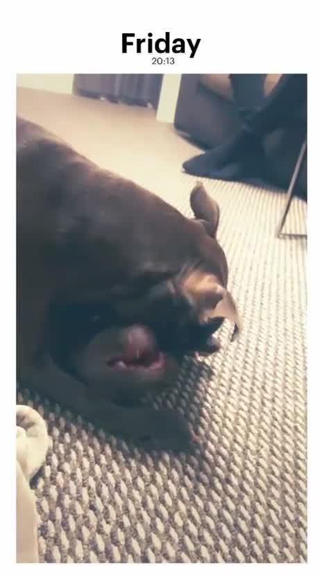 Staffordshire Bull Terrier dogs for stud: Looking for stud staff  in Mauchline - Video 1