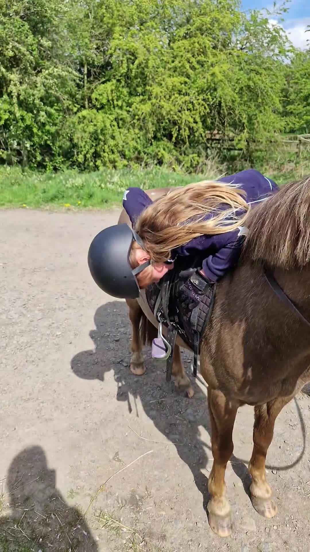 Riding pony horses for sale: Dutch show pony  - Video 1