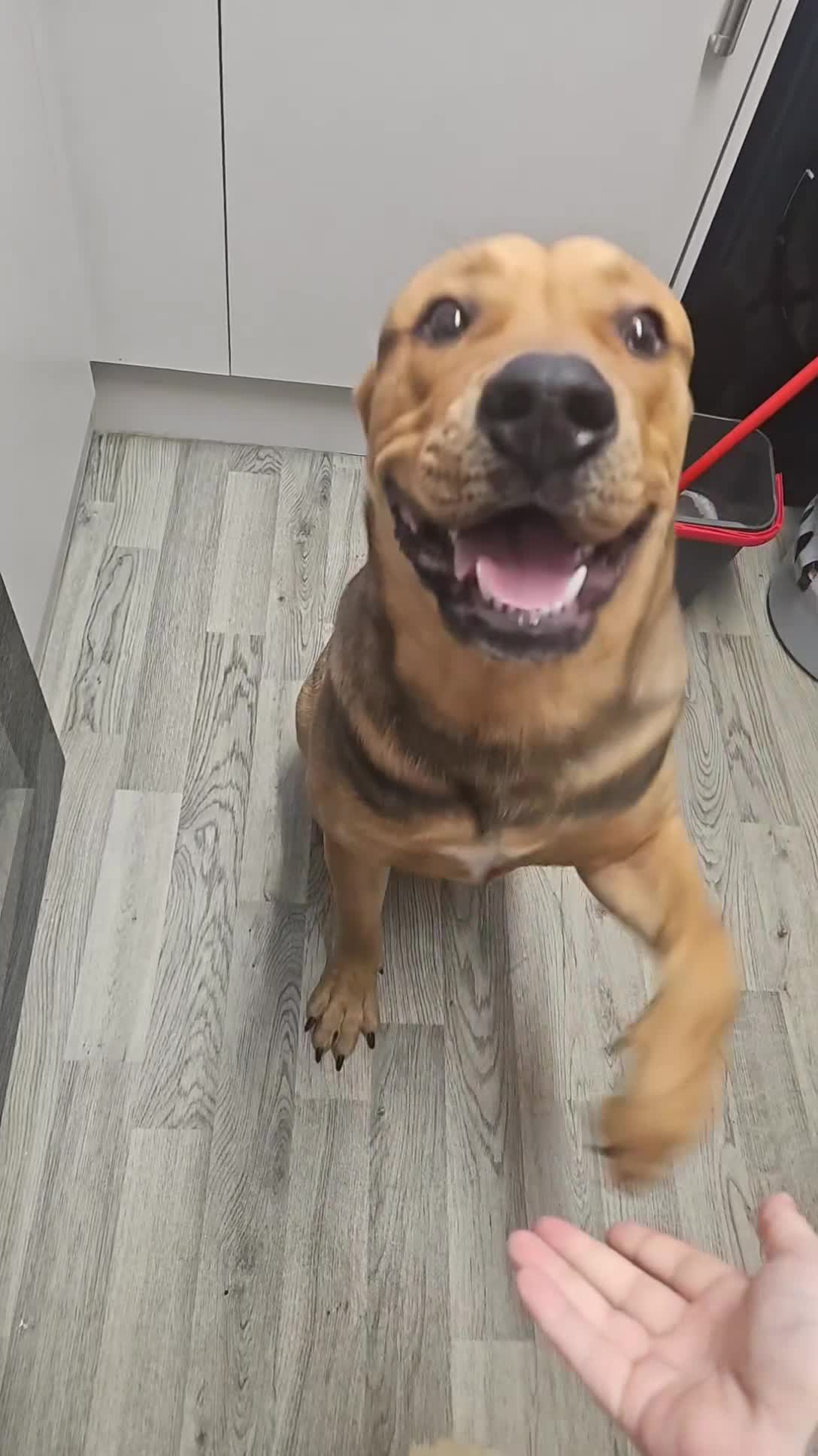 Mixed Breed dogs for sale: Ronnie - Video 1